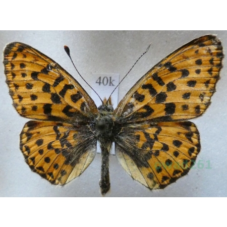 Boloria euphrosyne (Linnaeus, 1758) Dostojka eufrozyna Czech40k